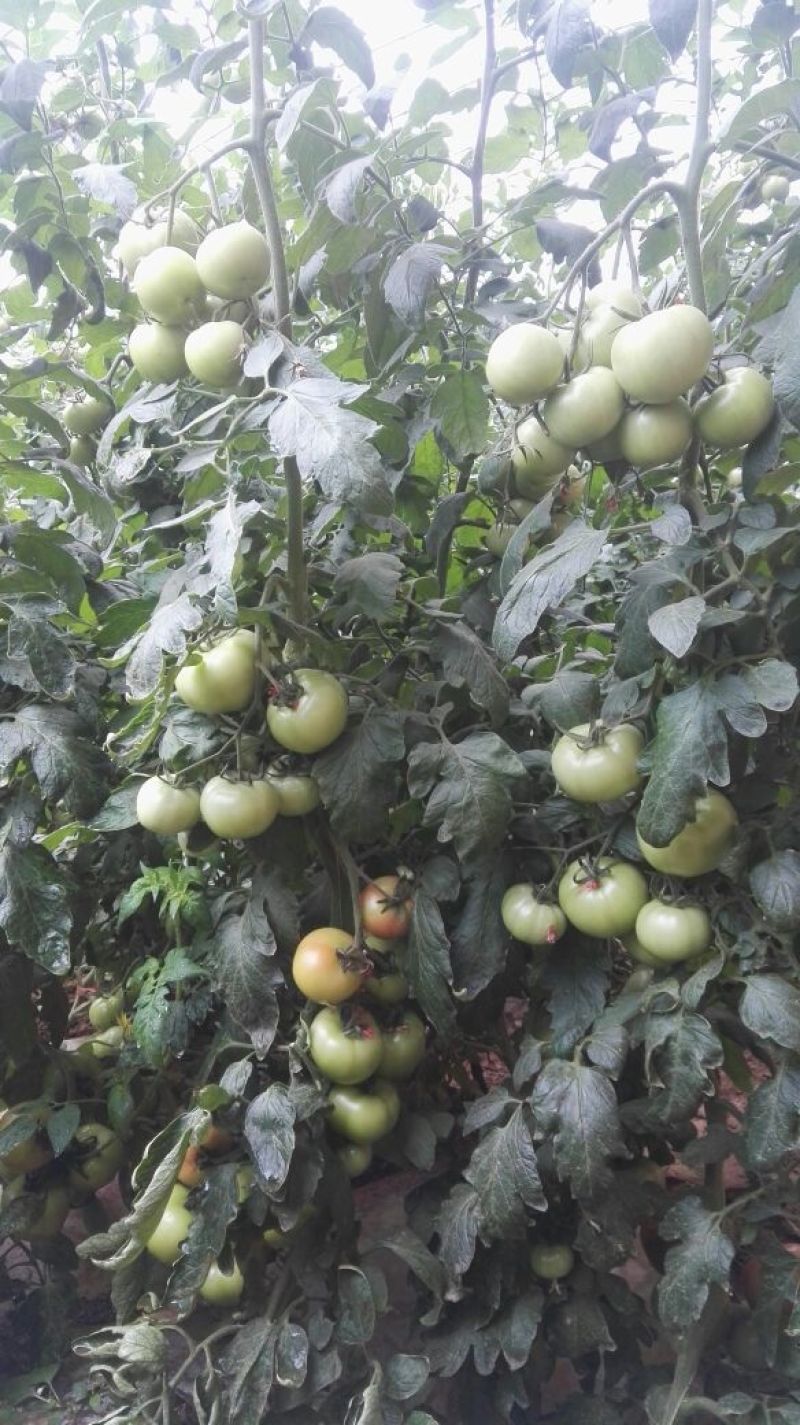 伊莱沃含氨基酸水溶肥500kg*20瓶
