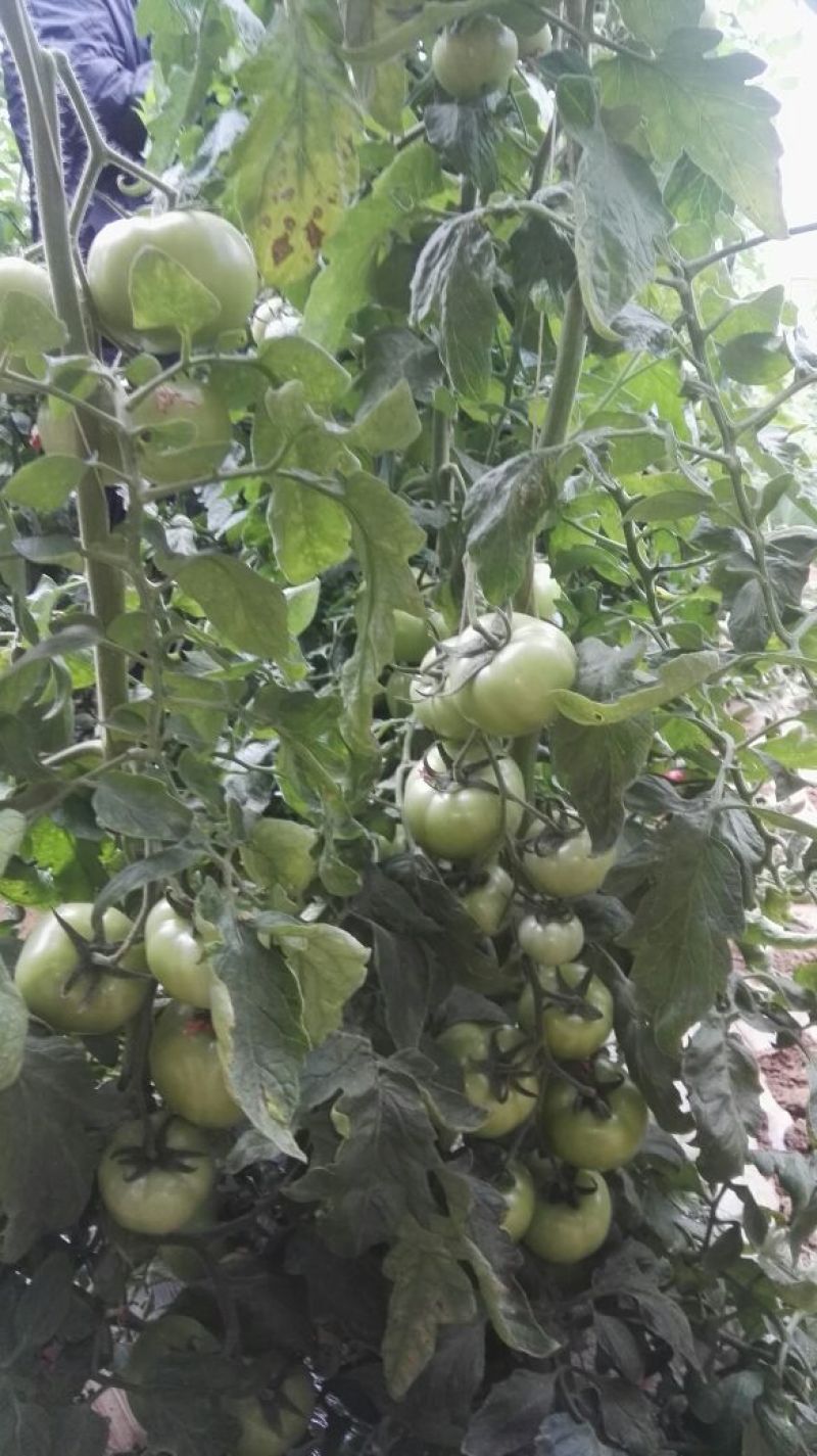 伊莱沃含氨基酸水溶肥500kg*20瓶
