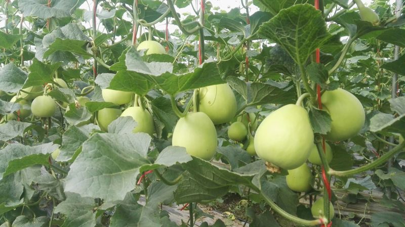 伊莱沃含氨基酸水溶肥500kg*20瓶