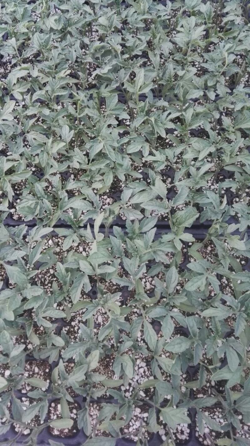 伊莱沃含氨基酸水溶肥500kg*20瓶