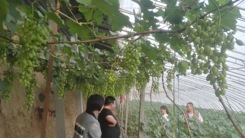 伊莱沃含氨基酸水溶肥500kg*20瓶