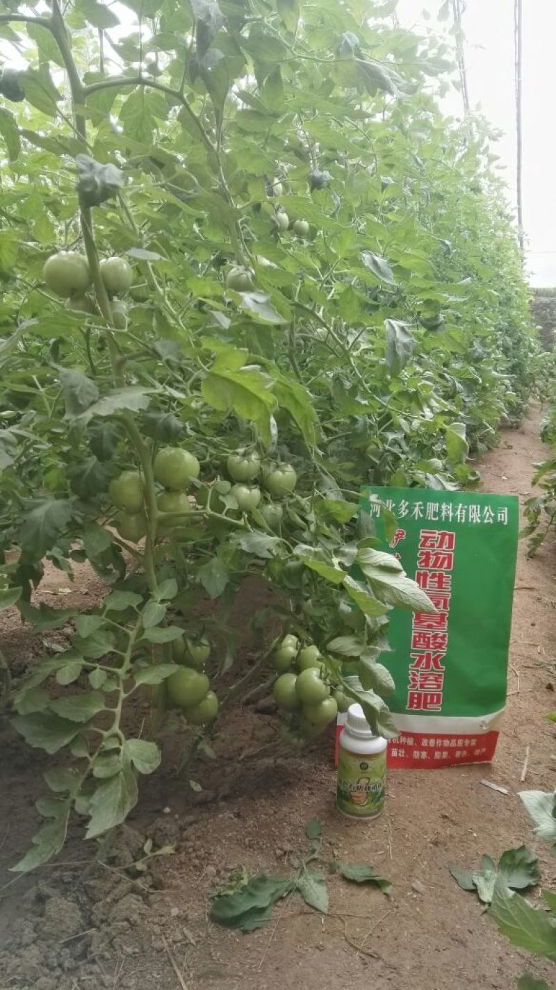 伊莱沃含氨基酸水溶肥500kg*20瓶