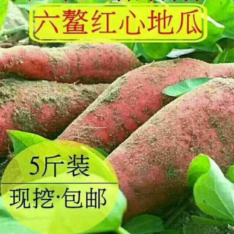 六鰲蜜薯