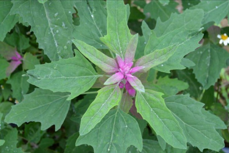 灰灰菜