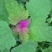 灰灰菜