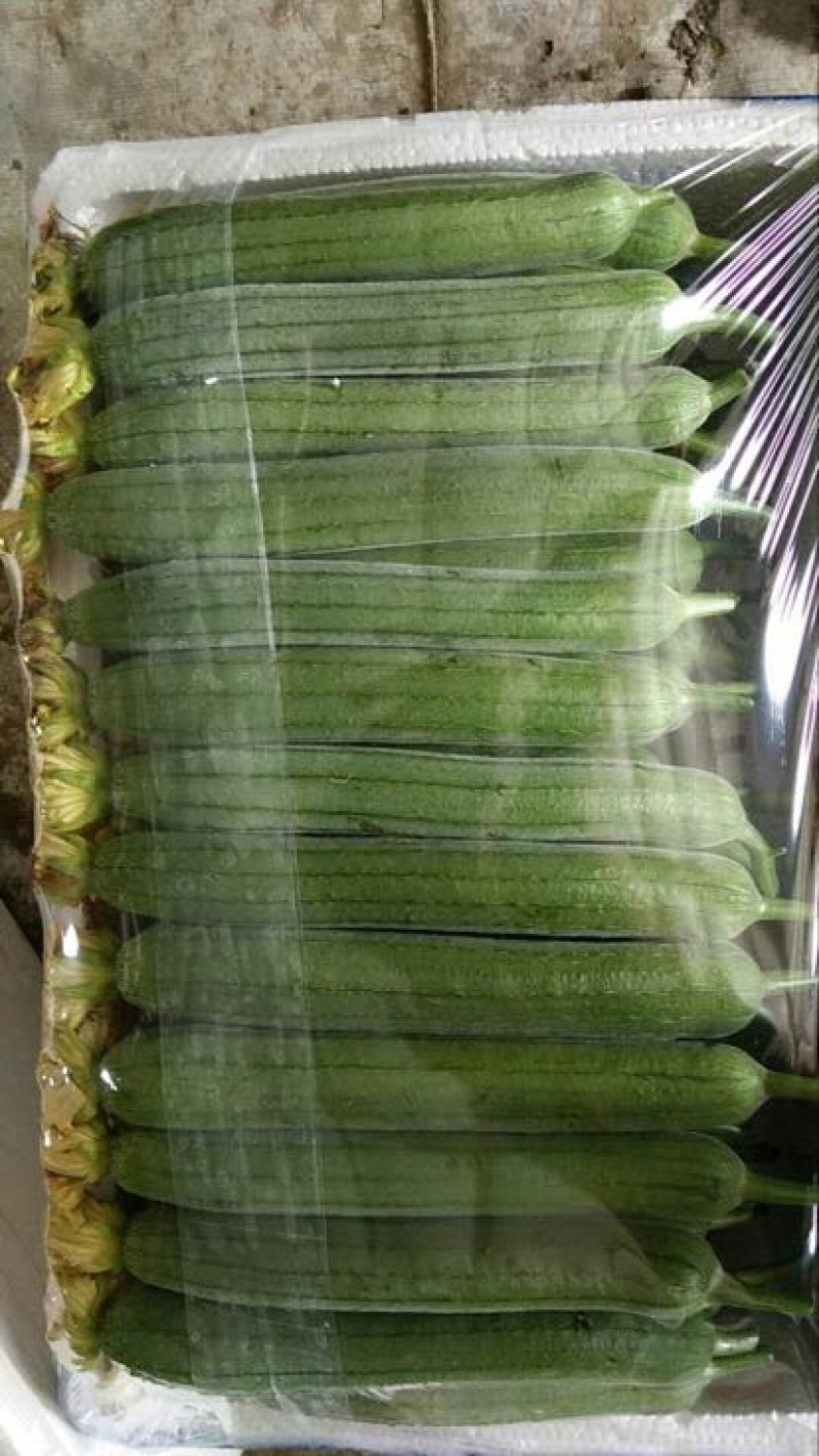 鲜花丝瓜20厘米以上