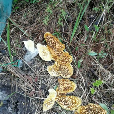 土蜜蜂