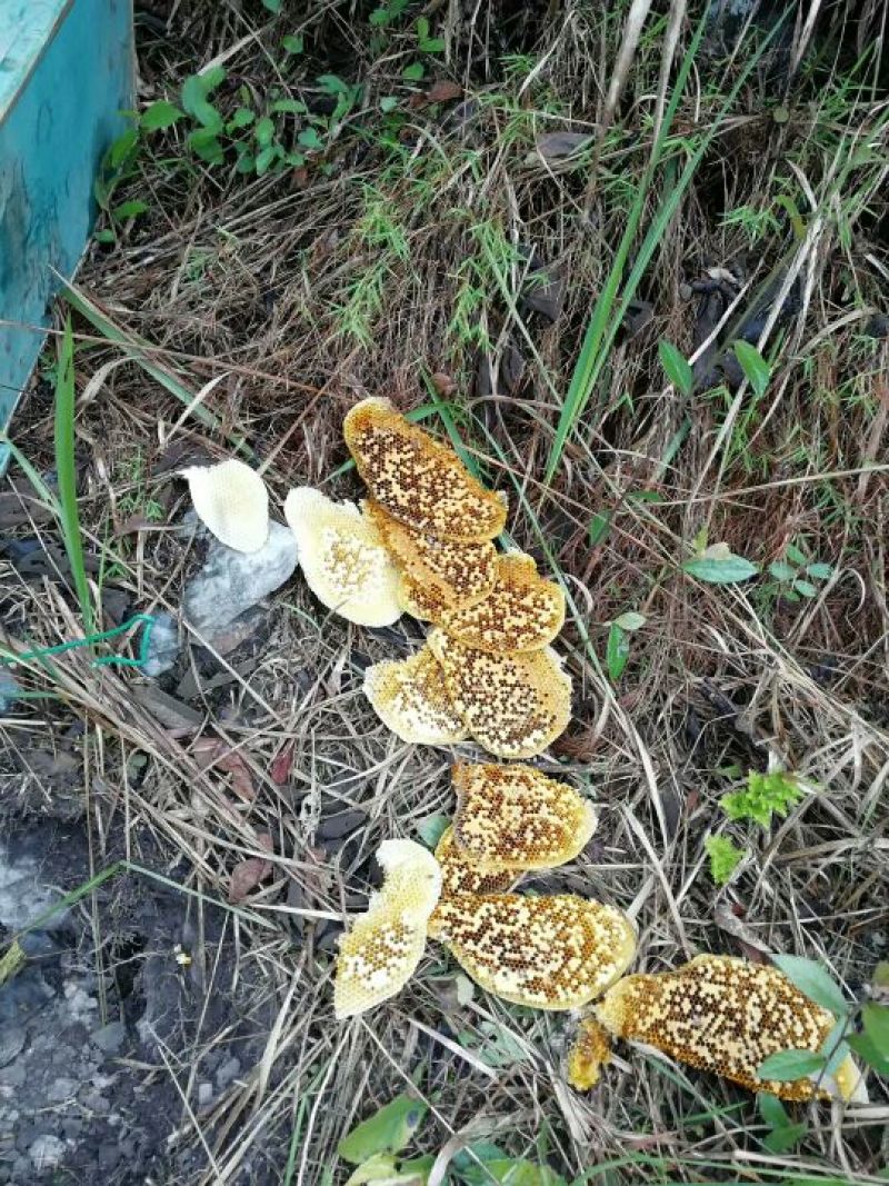 土蜜蜂