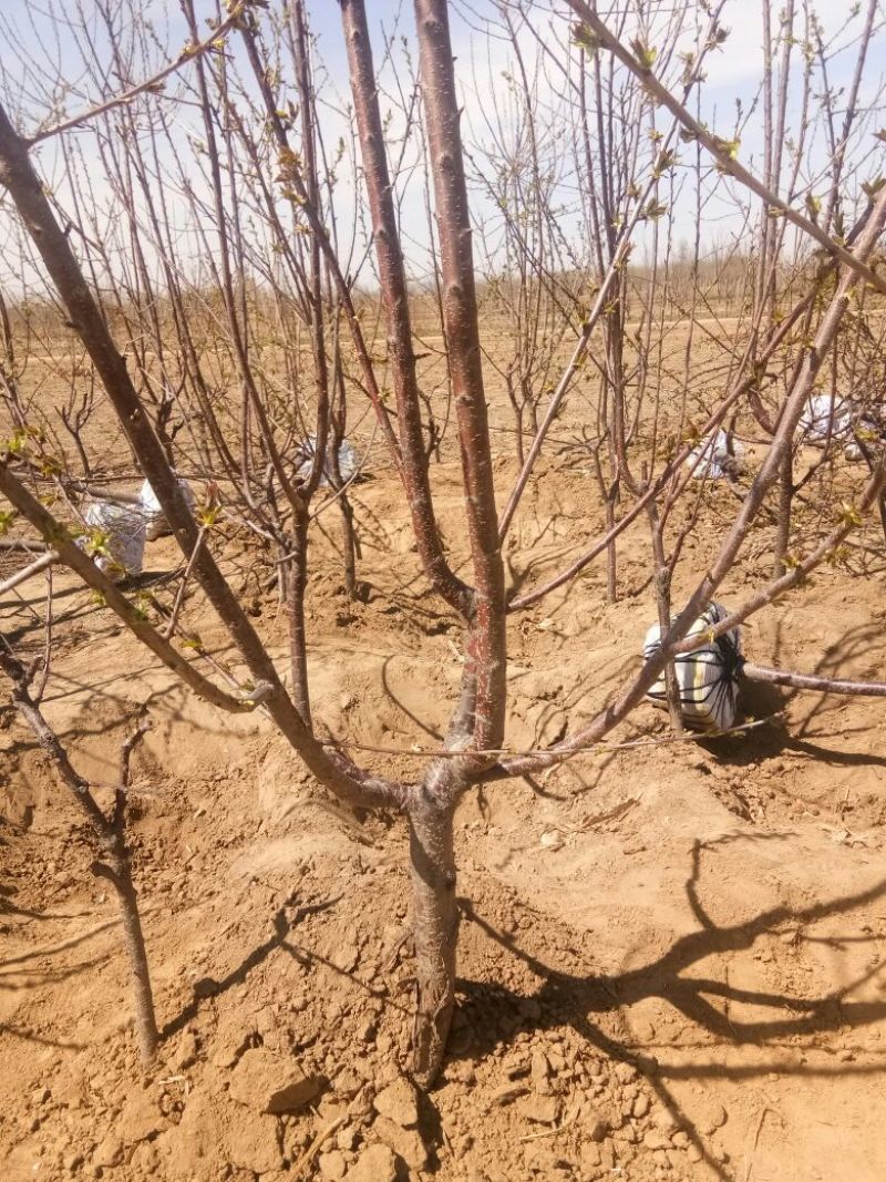 大樱桃树苗品种齐全自家苗圃种植