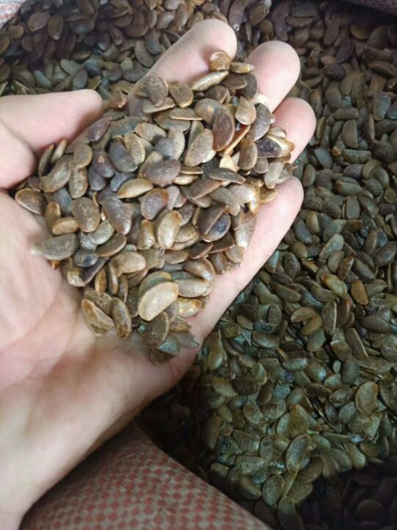 出售软枣子，软枣种子，黑枣种子