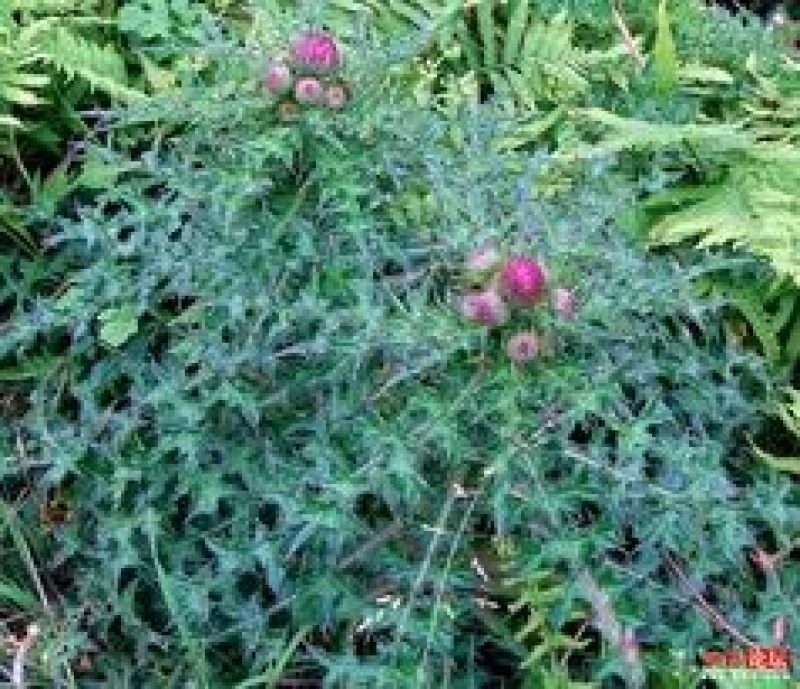 蒲公英籽