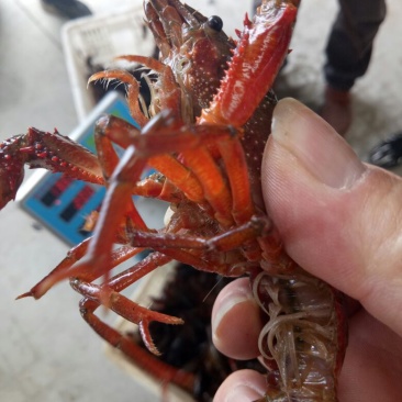 红虾活虾