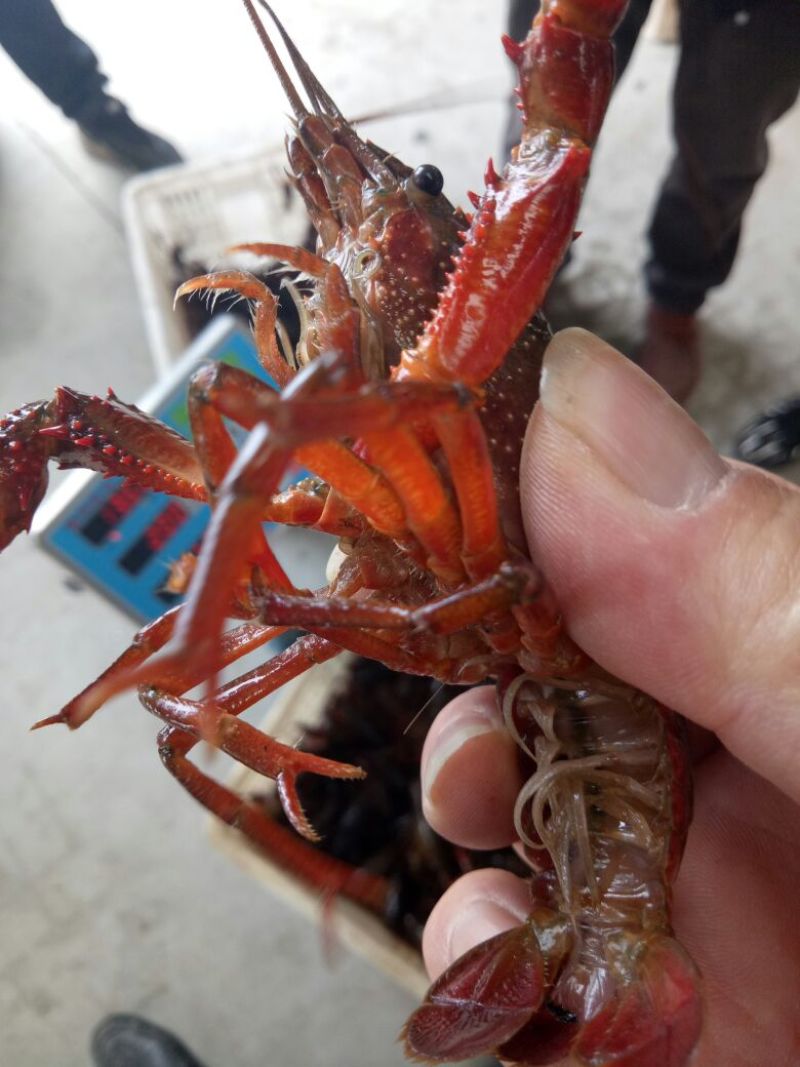 红虾活虾