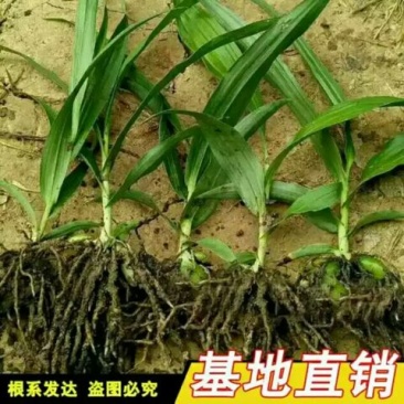 三叉白芨选货鲜货