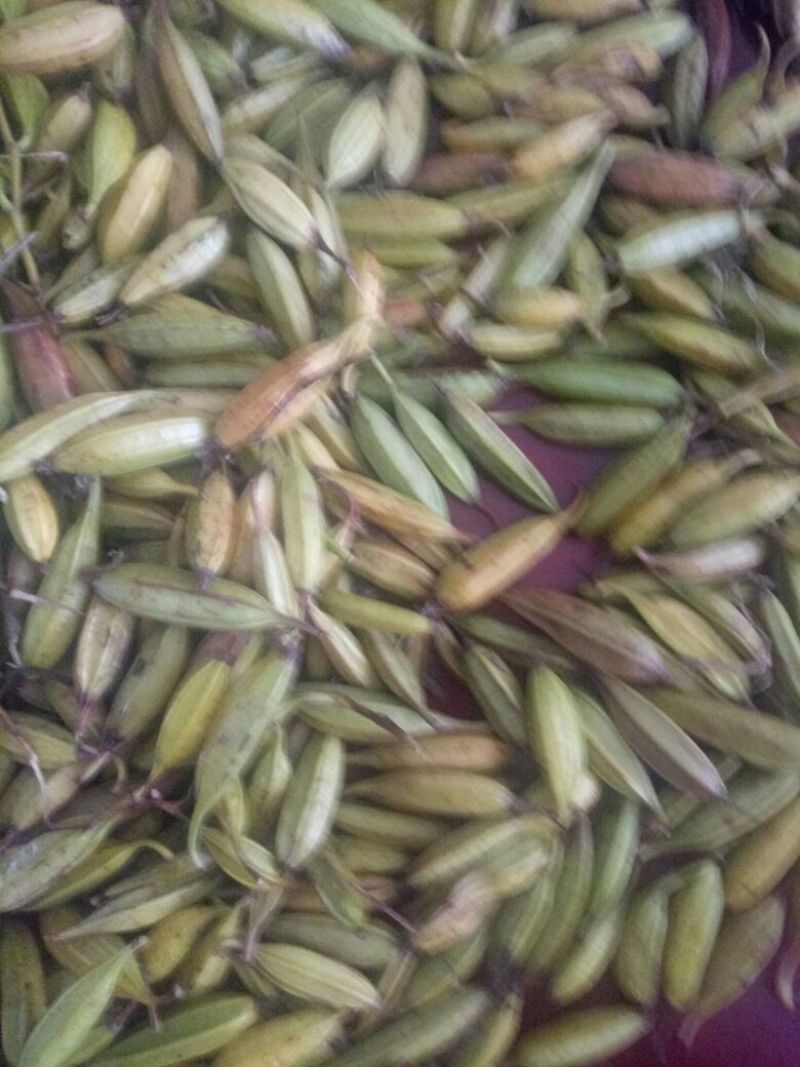 白芨