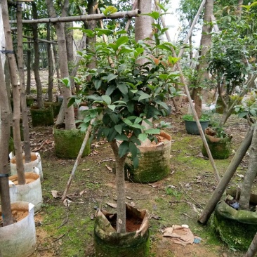 四季桂4~6cm1.5~2米1米以下