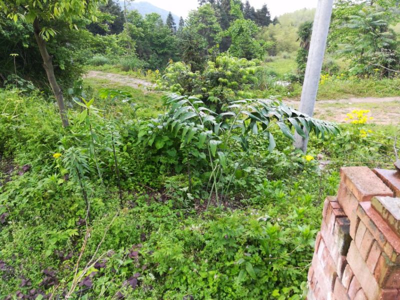 黄精甜统个，干货