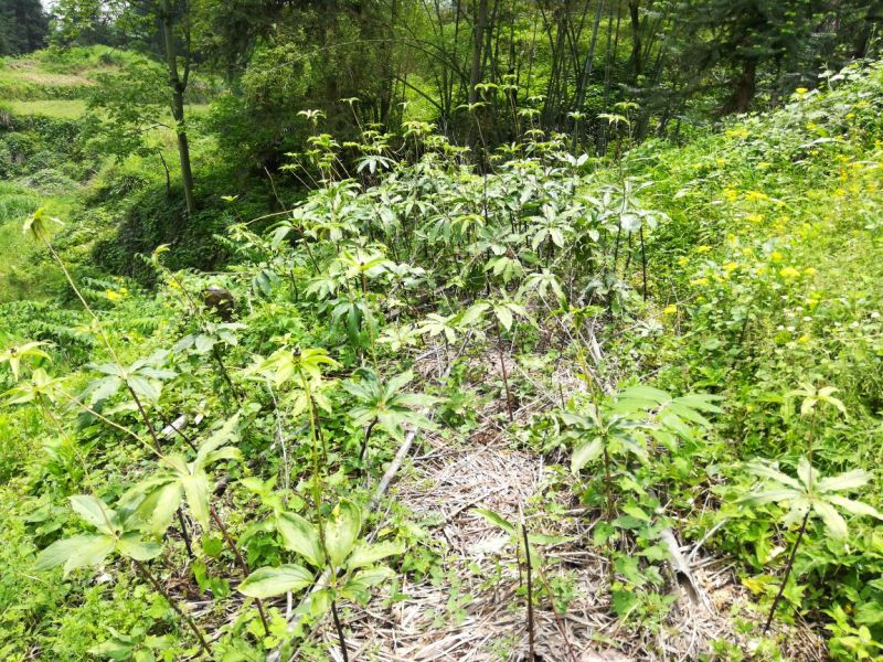 重楼鲜货统个