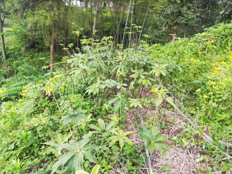 重楼鲜货统个