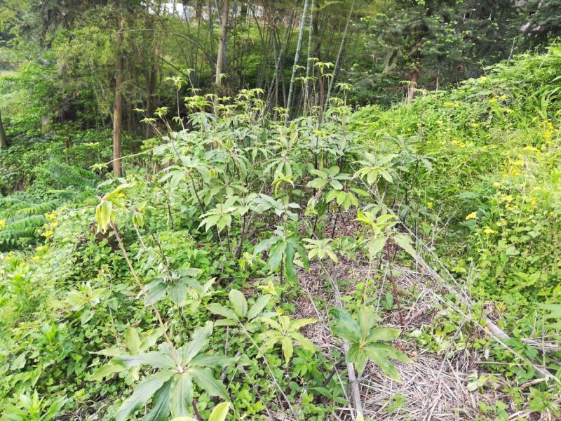重楼鲜货统个