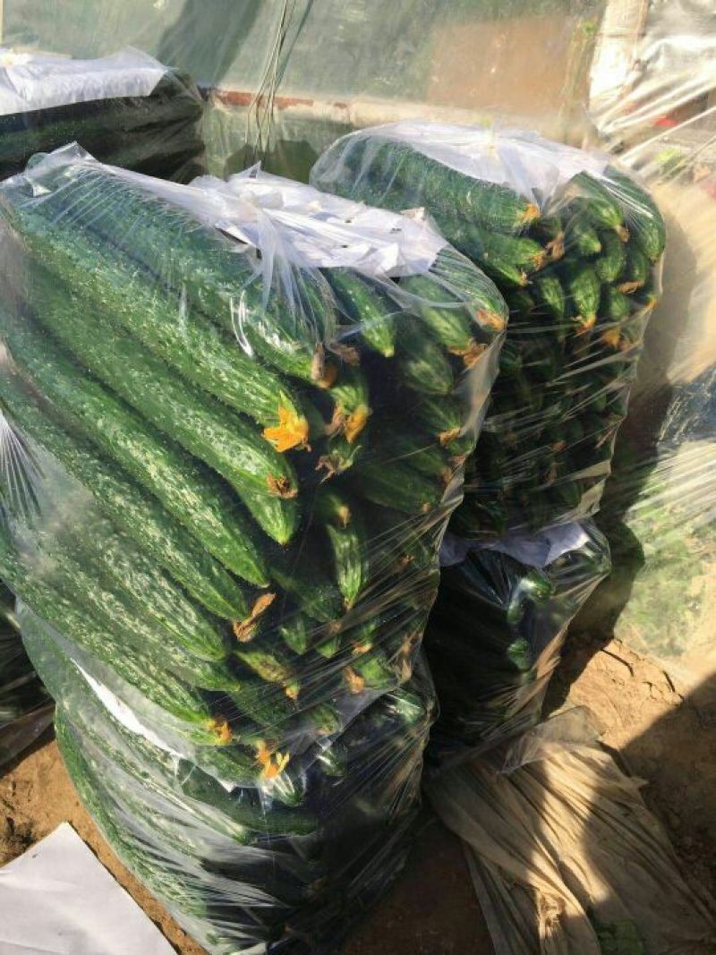 密刺黄瓜25公分以上干花带刺量大货源充足交通方便