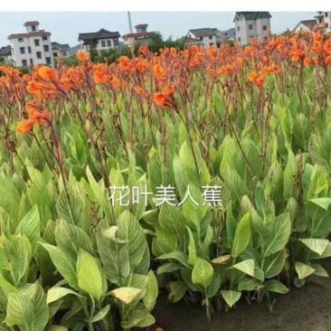 花叶美人蕉