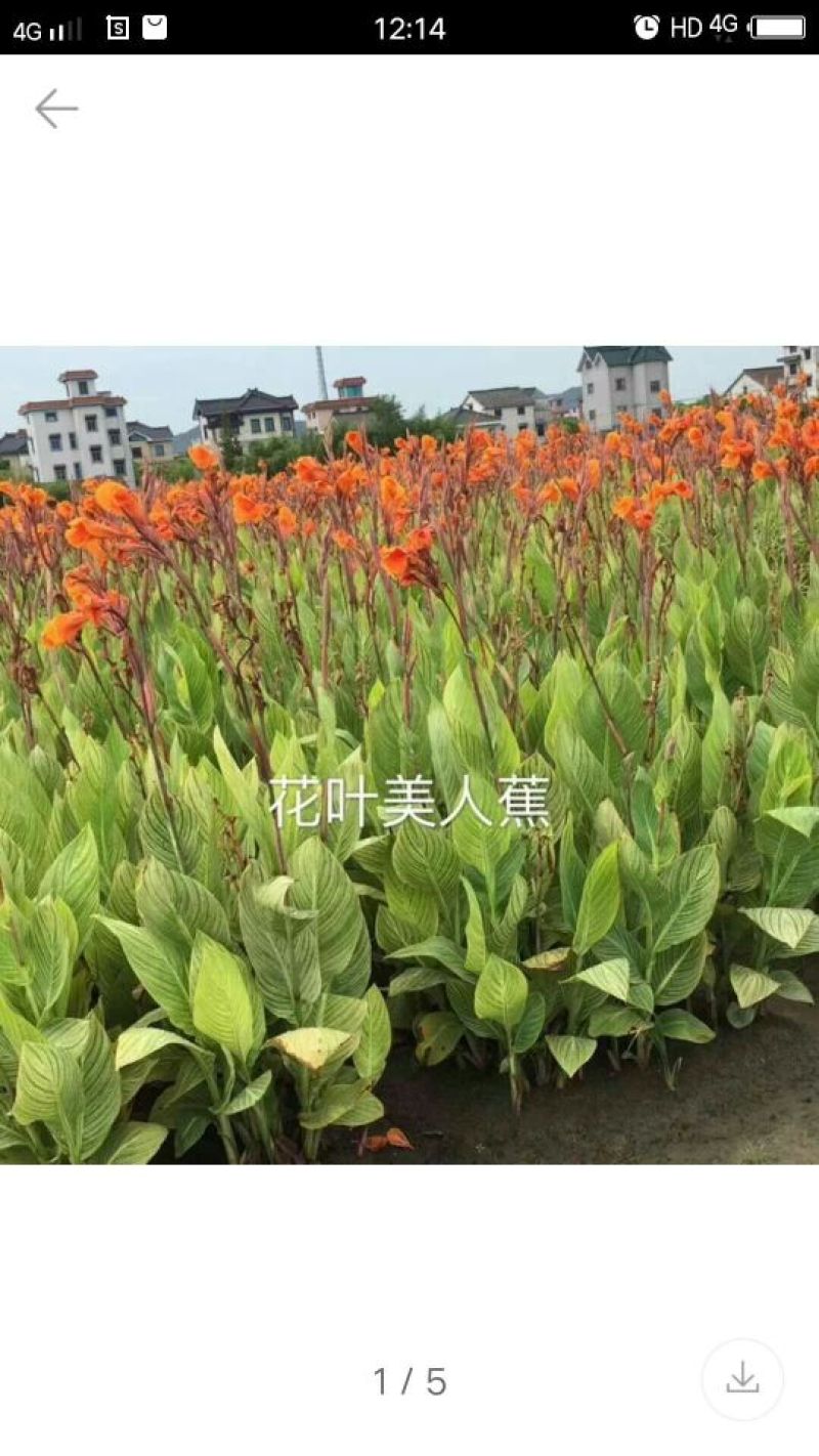 花叶美人蕉