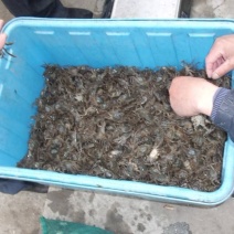 汈汊湖大闸蟹母蟹0.4~0.7两蟹苗