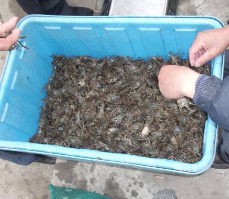 汈汊湖大闸蟹母蟹0.4~0.7两蟹苗