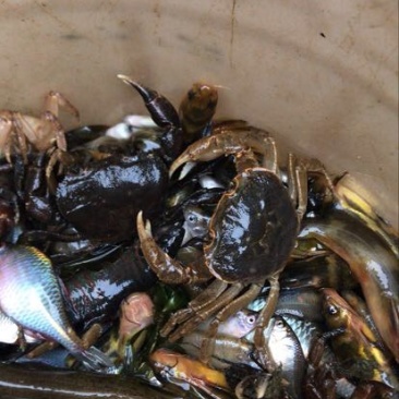 河蟹公蟹0.3~0.5两食用