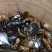 河蟹公蟹0.3~0.5两食用