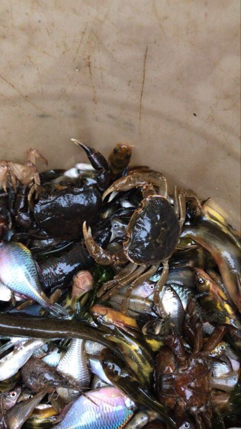 河蟹公蟹0.3~0.5两食用