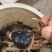 河蟹公蟹0.3~0.5两食用