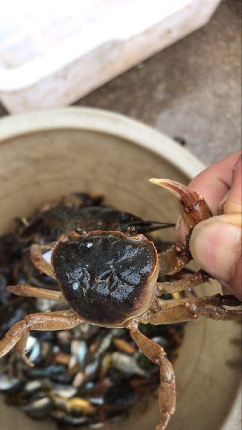 河蟹公蟹0.3~0.5两食用