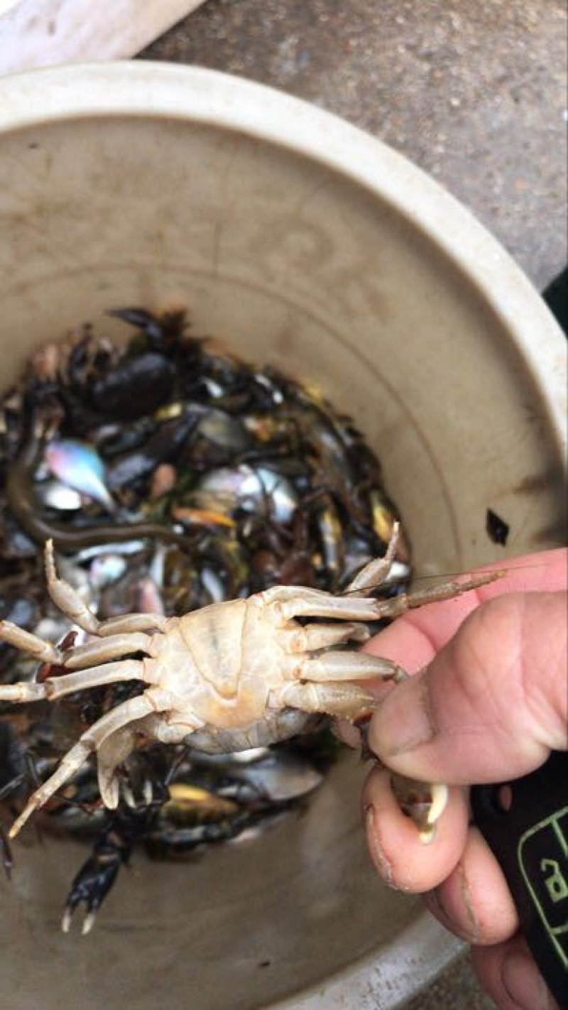 河蟹公蟹0.3~0.5两食用