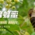 蜂蜜1斤