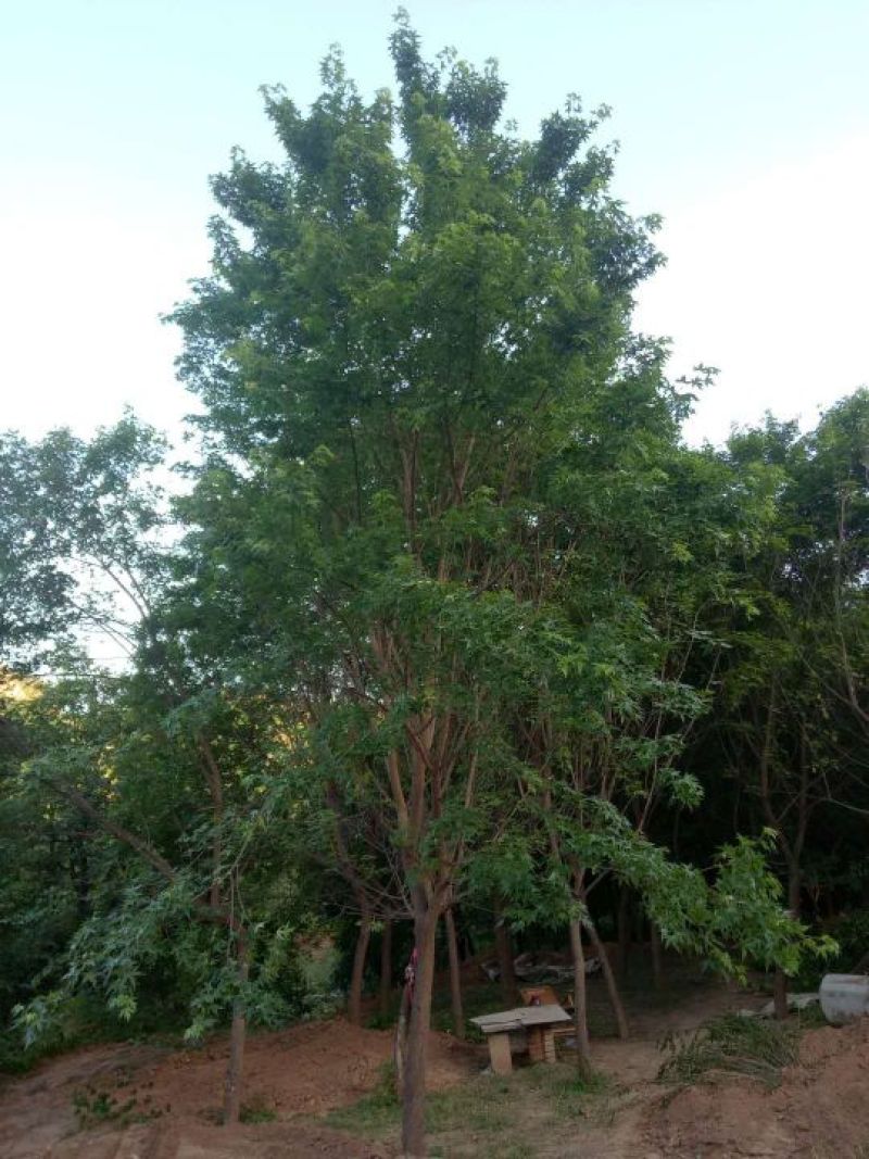 五角枫261~300cm