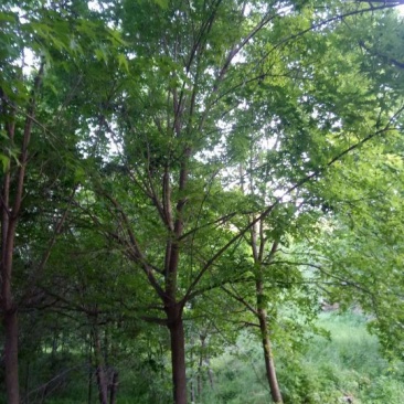五角枫261~300cm