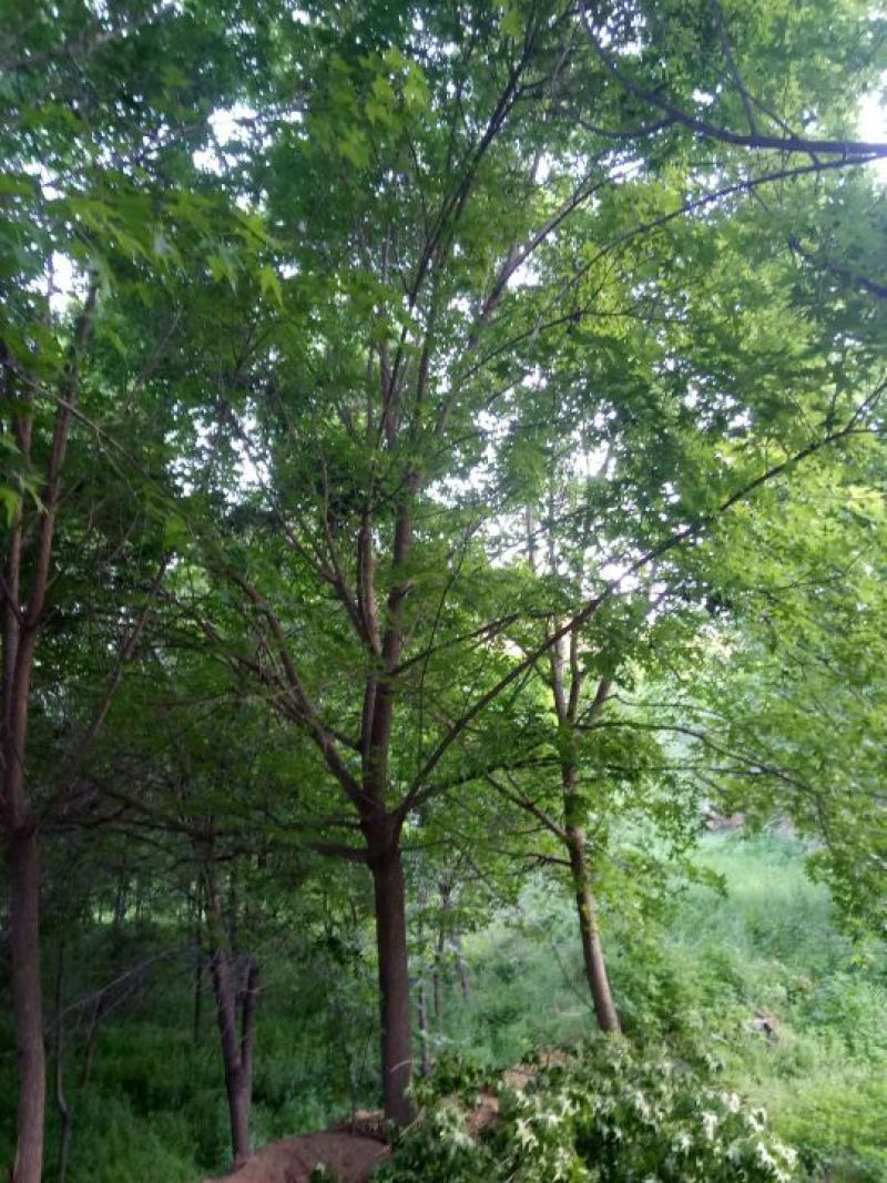 五角枫261~300cm