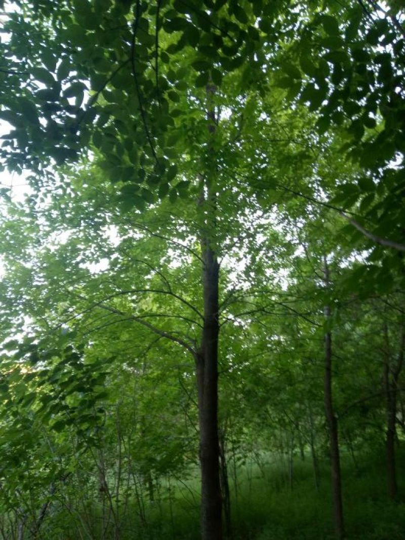 五角枫261~300cm