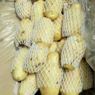 荷兰十五土豆通货2两以上