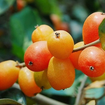 羊奶果苗果大饱满味甜牛茫茫羊奶奶树苗