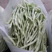成武蔬菜基地优质白芸豆大量上市，产地直发，全国