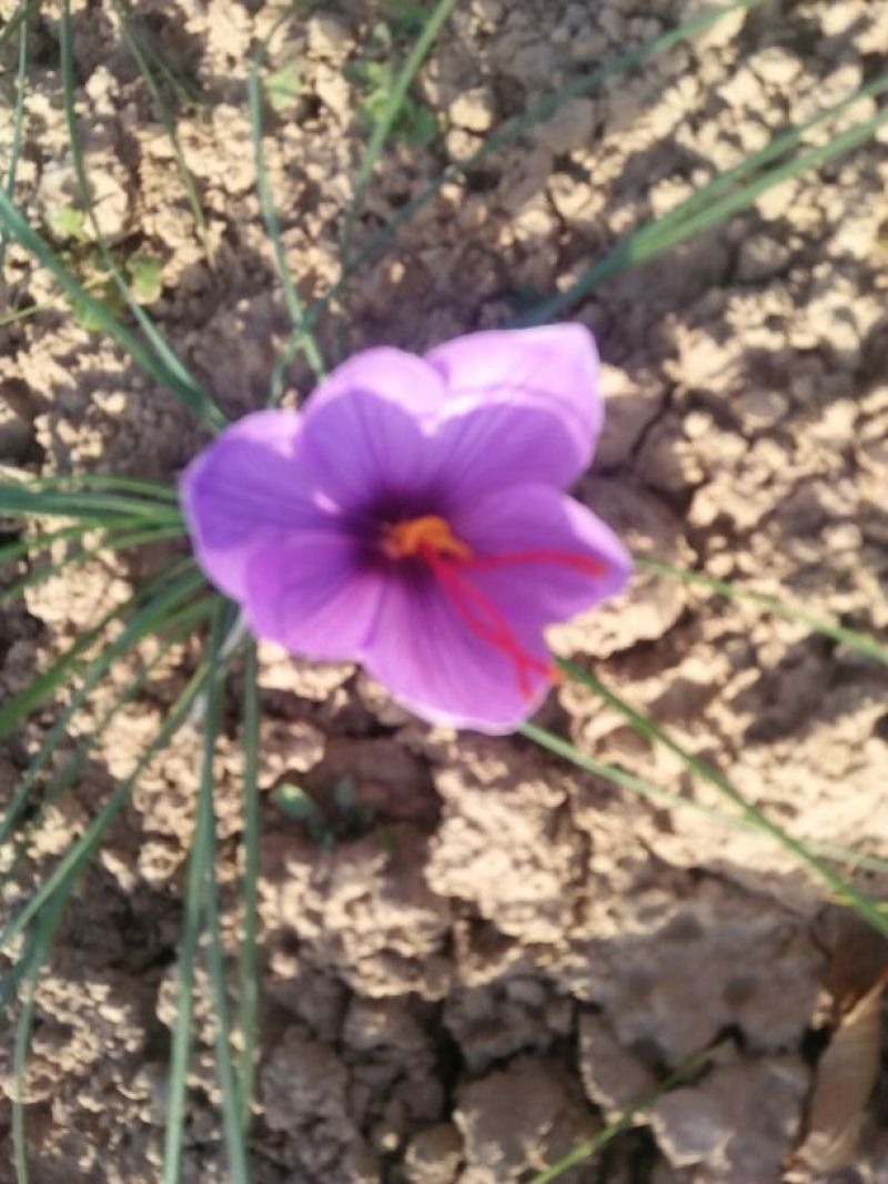 藏红花种球花球