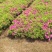 草皮
