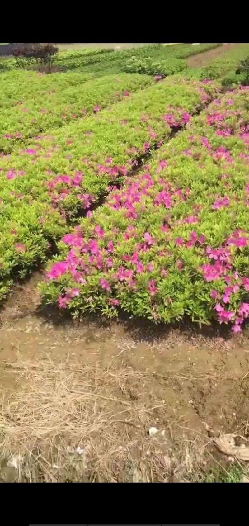 草皮