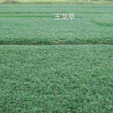草皮