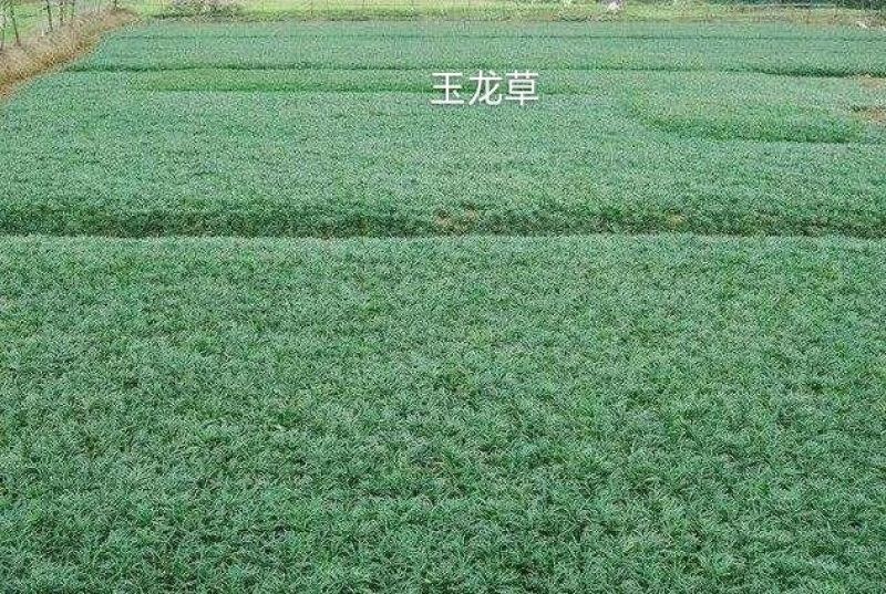 草皮