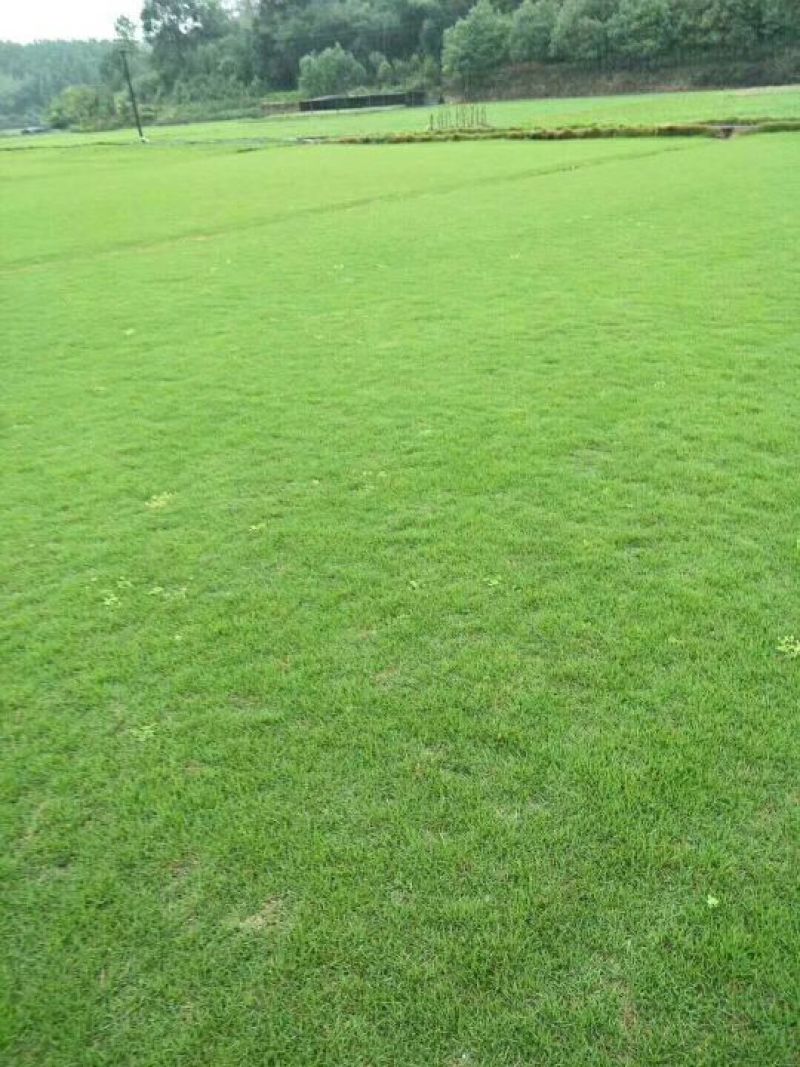 草皮