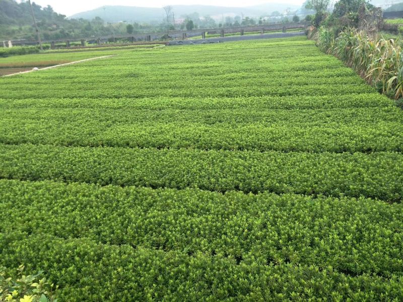 草皮